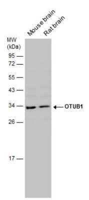 Western Blot: Otubain-1 Antibody [NBP3-13214]