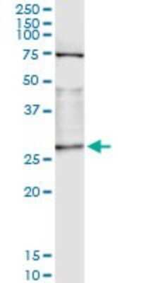 Immunoprecipitation: Otubain-2 Antibody (2E7) [H00078990-M14]