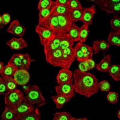 Immunocytochemistry/ Immunofluorescence: Otx2 Antibody (1H12C4B5) - BSA Free [NBP2-37597]