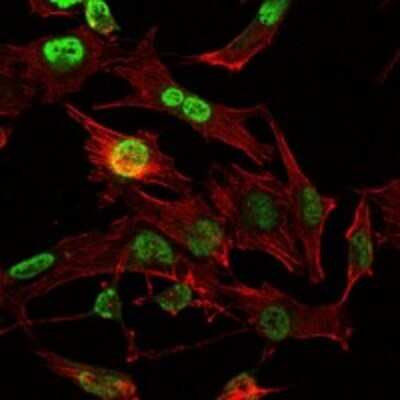 Immunocytochemistry/ Immunofluorescence: Otx2 Antibody (1H12G8B2) - BSA Free [NBP2-37596]