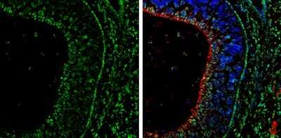 Immunohistochemistry-Frozen: Otx2 Antibody [NBP3-13176]