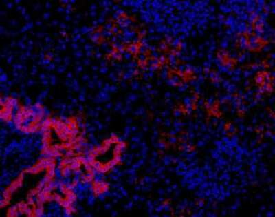 Immunohistochemistry-Frozen: Oval Cell Marker Antibody (OC2-2F3) [NBP1-18964]