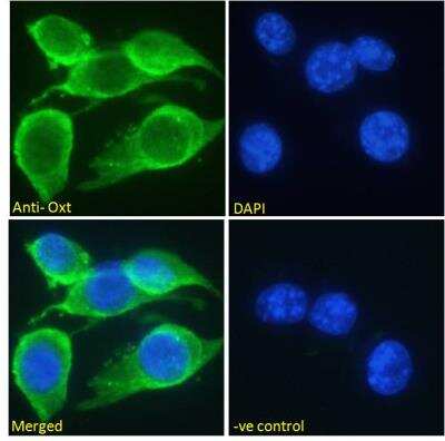Immunofluorescence: Oxytocin/Neurophysin I Antibody [NBP2-76346]