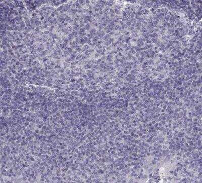 Immunohistochemistry-Paraffin: Oxytocin/Neurophysin I Antibody [NBP2-68928]