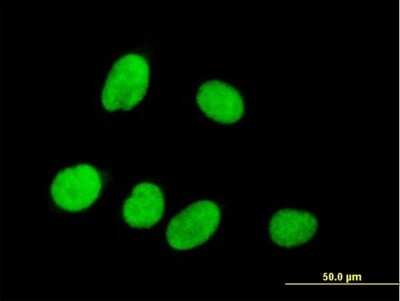 Immunocytochemistry/ Immunofluorescence: P15RS Antibody [H00055197-B01P]