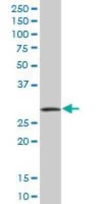 Western Blot: P15RS Antibody [H00055197-B01P]