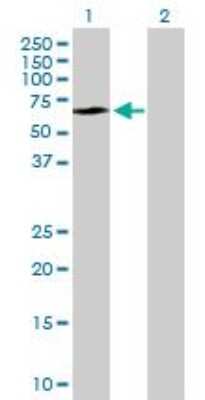 Western Blot: P2X4 Antibody [H00005025-B01P]