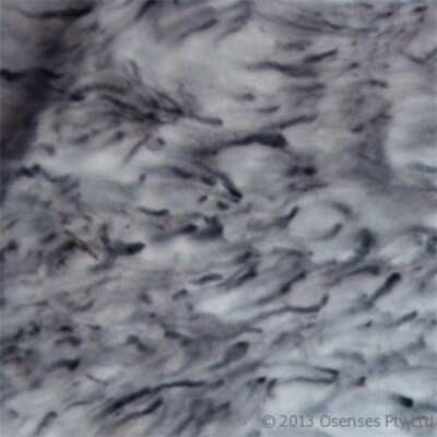 Immunohistochemistry Free-Floating: P2X6/P2RX6 Antibody - Azide and BSA Free [NBP1-30565]