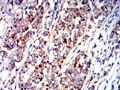Immunohistochemistry-Paraffin: P2Y1/P2RY1 Antibody (4G5D6) - BSA Free [NBP2-61664]