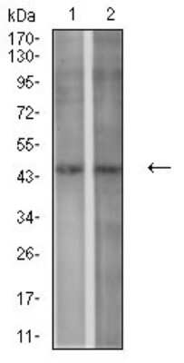 Western Blot: P2Y1/P2RY1 Antibody (4G5D6)BSA Free [NBP2-61664]