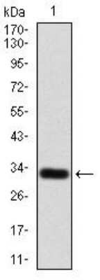 Western Blot: P2Y13/P2RY13/GPR86 Antibody (3E8C12)BSA Free [NBP2-52527]