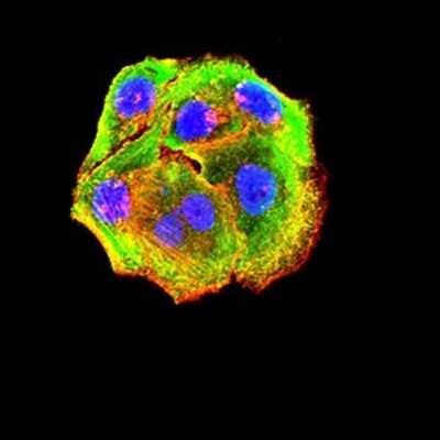 Immunocytochemistry/ Immunofluorescence: P2Y14/GPR105 Antibody (5A3F1) - BSA Free [NBP2-61753]