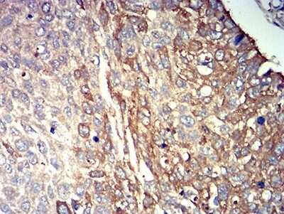 Immunohistochemistry: P2Y14/GPR105 Antibody (5A3F1) - BSA Free [NBP2-61753]
