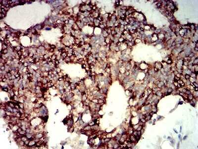 Immunohistochemistry-Paraffin: P2Y14/GPR105 Antibody (8A11B11) - BSA Free [NBP2-61754]