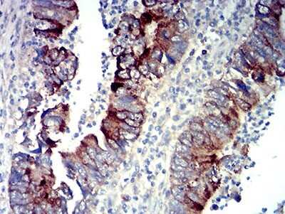 Immunohistochemistry-Paraffin: P2Y14/GPR105 Antibody (8A11B11) - BSA Free [NBP2-61754]
