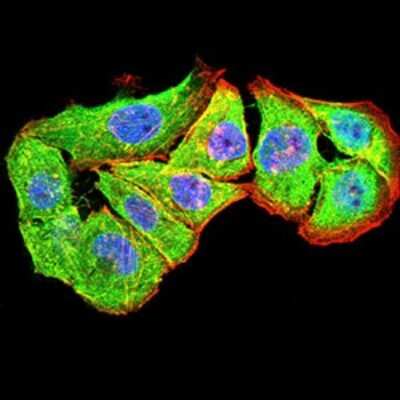 Immunocytochemistry/ Immunofluorescence: P2Y4/P2RY4 Antibody (3B4H6) - BSA Free [NBP2-61760]