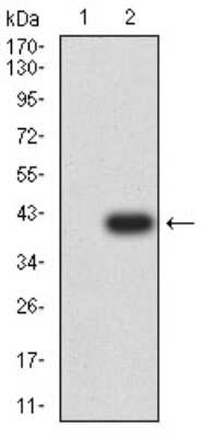 Western Blot: P2Y4/P2RY4 Antibody (3B4H6)BSA Free [NBP2-61760]