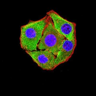 Immunocytochemistry/ Immunofluorescence: P2Y8 Antibody (1G5A11) - BSA Free [NBP2-61761]