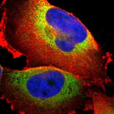 Immunocytochemistry/ Immunofluorescence: P4HA1 Antibody [NBP1-84397]