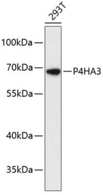 Western Blot: P4HA3 AntibodyAzide and BSA Free [NBP2-94641]