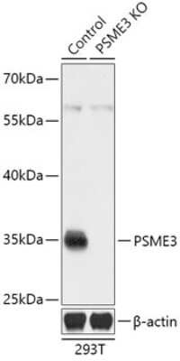 Knockout Validated: PA28 Activator gamma Subunit/PSME3 Antibody - Azide and BSA Free [NBP3-03887]