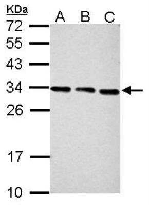 Western Blot: PA28 Activator gamma Subunit/PSME3 Antibody [NBP1-33498]