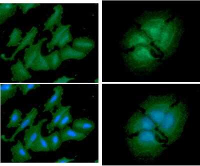Immunocytochemistry/ Immunofluorescence: PA2G4/EBP1 Antibody (5E7) - BSA Free [NBP2-59468]
