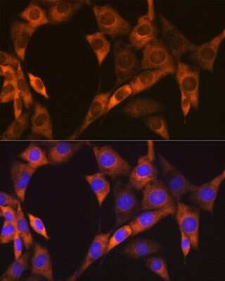 Immunocytochemistry/ Immunofluorescence: PA2G4/EBP1 Antibody (9J9U5) [NBP3-16561]