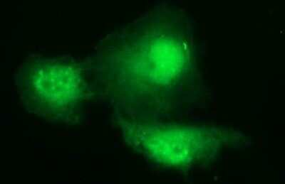 Immunocytochemistry/ Immunofluorescence: PAAF1 Antibody (OTI1F11) - Azide and BSA Free [NBP2-73214]