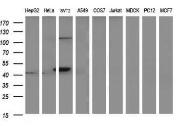 Western Blot: PAAF1 Antibody (OTI1F11)Azide and BSA Free [NBP2-73214]