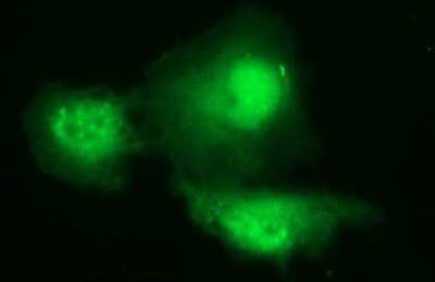 Immunofluorescence: PAAF1 Antibody (OTI1F11) [NBP2-46309]