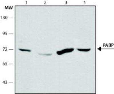Western Blot: PABP Antibody (10E10)BSA Free [NB120-6125]
