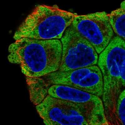 Immunocytochemistry/ Immunofluorescence: PABP Antibody [NBP2-57869]