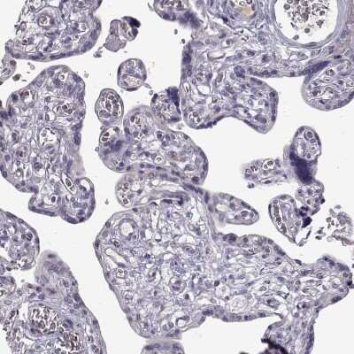 Immunohistochemistry-Paraffin: PABPC1L2A Antibody [NBP2-54693]