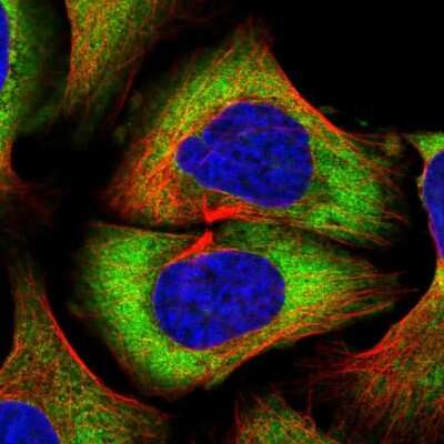 Immunocytochemistry/ Immunofluorescence: PABPC4 Antibody [NBP2-13722]