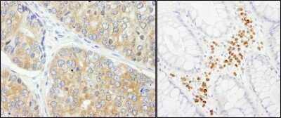 Immunohistochemistry-Paraffin: PABPC4 Antibody [NB100-74593]