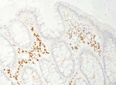 Immunohistochemistry-Paraffin: PABPC4 Antibody [NB100-74594]