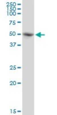 Western Blot: PABPC5 Antibody [H00140886-B01P]