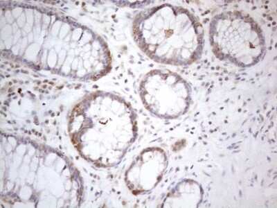 Immunohistochemistry: PAC2 Antibody (OTI1E8) [NBP2-45438]