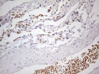 Immunohistochemistry: PAC2 Antibody (OTI1E8) [NBP2-45438]