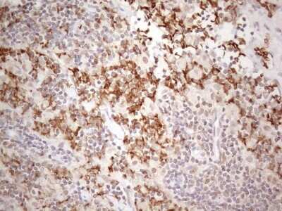 Immunohistochemistry: PAC2 Antibody (OTI1E8) [NBP2-45438]
