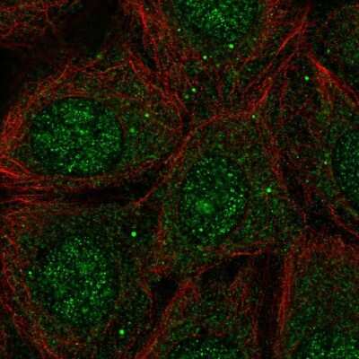 Immunocytochemistry/ Immunofluorescence: PACSIN1 Antibody [NBP2-33756]