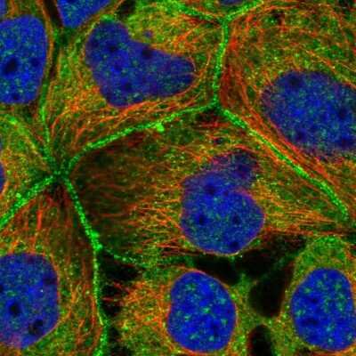 Immunocytochemistry/ Immunofluorescence: PACSIN2 Antibody [NBP2-13723]