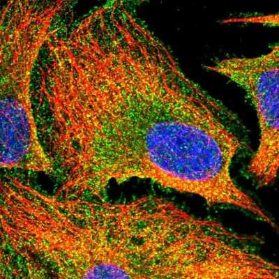 Immunocytochemistry/ Immunofluorescence: PACSIN3 Antibody [NBP2-47339]