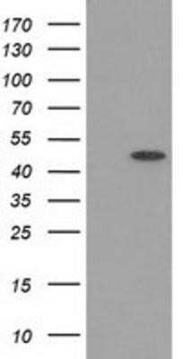 Western Blot: PACSIN3 Antibody (OTI2A3)Azide and BSA Free [NBP2-73223]