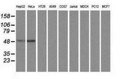 Western Blot: PACSIN3 Antibody (OTI4F8)Azide and BSA Free [NBP2-73221]