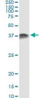 Immunoprecipitation: PACT Antibody (1B9-1A7) [H00008575-M01]