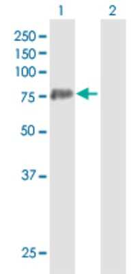 Western Blot: PAD3 Antibody [H00051702-B01P]