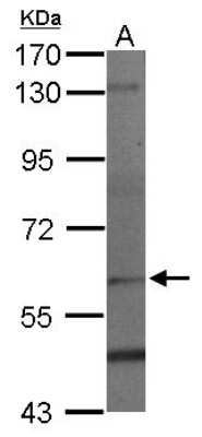 Western Blot: PAF1 Antibody [NBP2-19675]