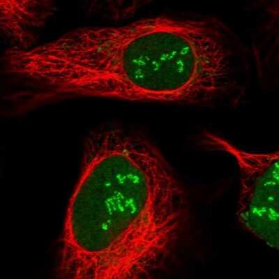 Immunocytochemistry/ Immunofluorescence: PAF49 Antibody [NBP1-90084]